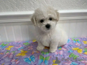Photo №2 to announcement № 137803 for the sale of maltese dog - buy in Germany breeder