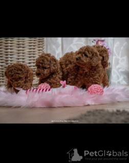 Photo №4. I will sell poodle (toy) in the city of Бачка-Паланка.  - price - negotiated