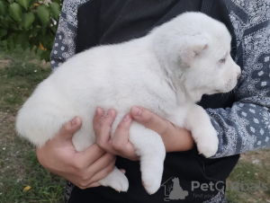 Photo №2 to announcement № 26269 for the sale of central asian shepherd dog - buy in Russian Federation private announcement