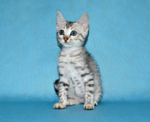 Photo №2 to announcement № 2369 for the sale of egyptian mau - buy in Russian Federation from nursery