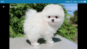 Photo №3. Pomeranian puppies. Ukraine