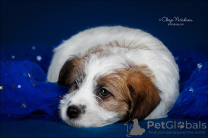 Photo №4. I will sell jack russell terrier in the city of St. Petersburg. from nursery - price - 1207$