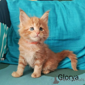Photo №4. I will sell maine coon in the city of Helsinki. private announcement - price - 847$