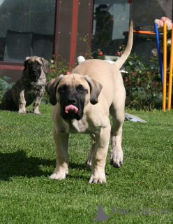 Photo №2 to announcement № 174799 for the sale of perro de presa canario - buy in Latvia breeder