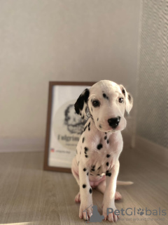 Photo №3. Spotted Dalmatian babies from the elite FULGRIM Dogs kennel. Italy