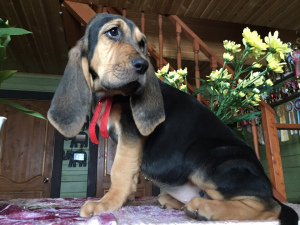 Photo №2 to announcement № 1467 for the sale of bloodhound - buy in Russian Federation from nursery