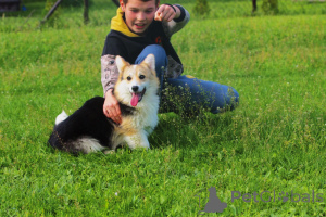 Photo №4. I will sell welsh corgi in the city of Bačka Topola. breeder - price - 14$