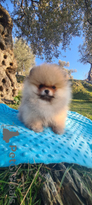 Photo №4. I will sell pomeranian in the city of Ljubljana. private announcement, from nursery - price - negotiated