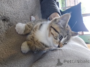 Photo №1. ragamuffin cat - for sale in the city of Utica | negotiated | Announcement № 156550