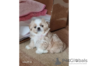 Photo №1. shiba inu, shih tzu - for sale in the city of Auckland | 700$ | Announcement № 78778