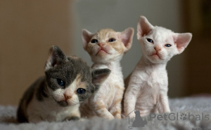 Photo №3. Devon Rex kittens for sale. Germany