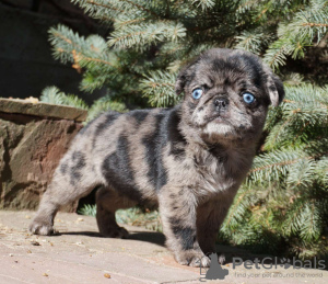 Photo №3. Pug girl with blue eyes looking for a home. Romania