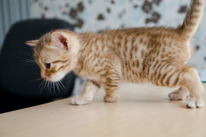 Photo №1. ocicat - for sale in the city of Pruzhany | 250$ | Announcement № 598