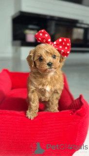 Photo №2 to announcement № 166817 for the sale of poodle (toy) - buy in Austria breeder