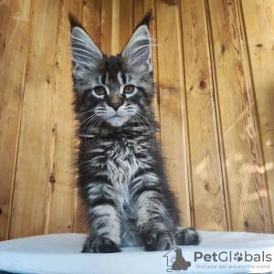 Photo №2 to announcement № 117294 for the sale of maine coon - buy in Switzerland private announcement