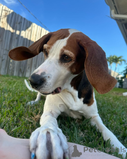 Photo №2 to announcement № 159191 for the sale of otterhound - buy in Belgium private announcement