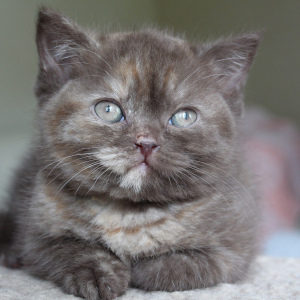 Photo №2 to announcement № 3038 for the sale of british shorthair - buy in Russian Federation from nursery, breeder
