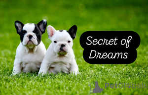 Photo №1. french bulldog - for sale in the city of Valeovo | negotiated | Announcement № 160167