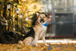 Photo №2 to announcement № 156697 for the sale of non-pedigree dogs - buy in Russian Federation private announcement