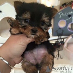 Photo №2 to announcement № 139125 for the sale of yorkshire terrier - buy in Virgin Islands, U.S. breeder