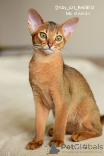 Photo №1. abyssinian cat - for sale in the city of Warsaw | 8$ | Announcement № 66763