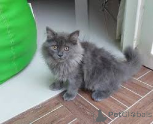 Photo №4. I will sell british longhair in the city of Vienna. private announcement, breeder - price - 599$