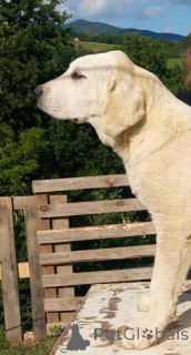 Photo №3. Alabai Central Asian Shepherd puppy. Serbia