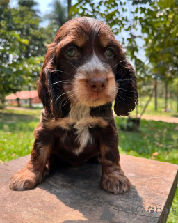 Photo №2 to announcement № 138958 for the sale of english cocker spaniel - buy in United States breeder