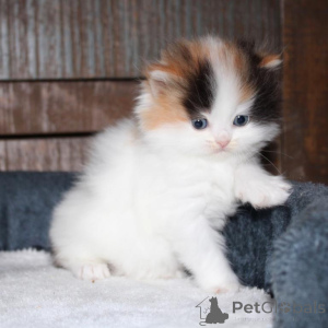 Photo №1. munchkin - for sale in the city of Deggendorf | 329$ | Announcement № 150510