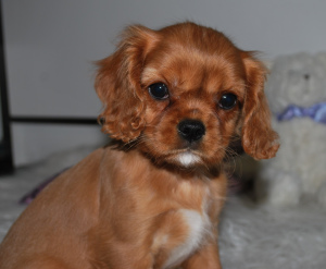 Photo №4. I will sell cavalier king charles spaniel in the city of Ryazan. from nursery - price - Negotiated
