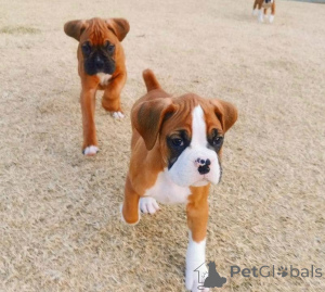 Photo №2 to announcement № 156756 for the sale of boxer - buy in Germany 