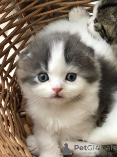 Photo №2 to announcement № 7726 for the sale of scottish fold - buy in Russian Federation from nursery