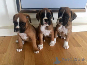 Photo №1. boxer - for sale in the city of Berlingrod | 465$ | Announcement № 169421