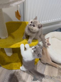 Photo №2 to announcement № 176584 for the sale of british shorthair - buy in Netherlands breeder