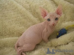 Photo №1. sphynx cat - for sale in the city of Palma | negotiated | Announcement № 176429