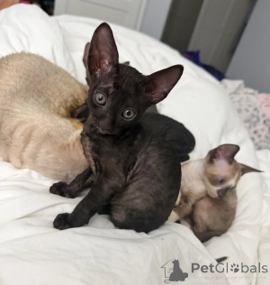 Photo №1. cornish rex - for sale in the city of Neubiberg | 361$ | Announcement № 177566