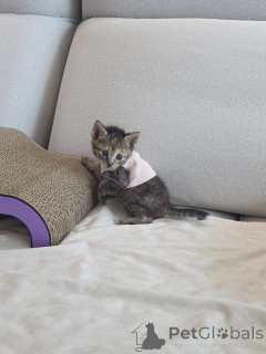 Photo №2 to announcement № 175591 for the sale of bengal cat - buy in Greece breeder
