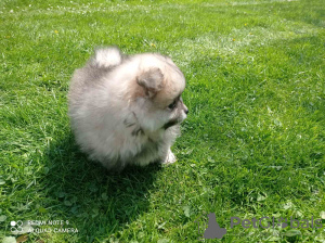 Photo №4. I will sell pomeranian in the city of Prague. breeder - price - 700$