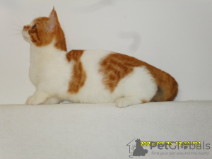 Photo №1. minuet cat shorthair - for sale in the city of Москва | 552$ | Announcement № 23934