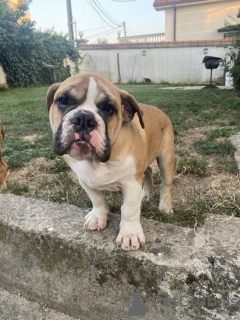 Photo №4. I will sell english bulldog in the city of Belgrade. breeder - price - negotiated