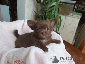 Photo №2 to announcement № 9533 for the sale of chihuahua - buy in Ukraine breeder