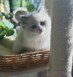 Photo №2 to announcement № 170000 for the sale of ragdoll - buy in Germany breeder
