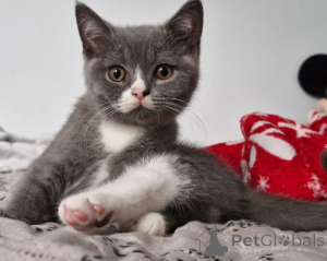 Photo №2 to announcement № 146217 for the sale of british shorthair - buy in Poland breeder