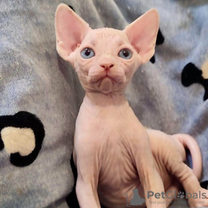 Photo №2 to announcement № 107655 for the sale of sphynx cat - buy in Germany 