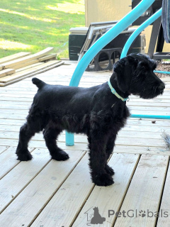Photo №1. giant schnauzer - for sale in the city of Monaco | negotiated | Announcement № 173082