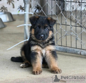 Photo №1. german shepherd - for sale in the city of Warsaw | 800$ | Announcement № 63318