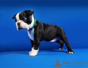 Additional photos: Boston terrier puppies