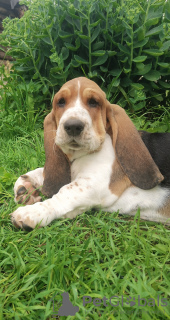 Photo №1. basset hound - for sale in the city of Oulu | 528$ | Announcement № 54937