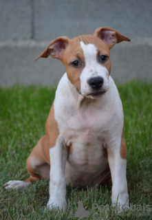 Additional photos: American Stafford Terrier TOP QUALITY