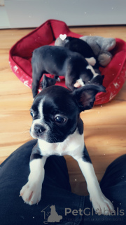 Photo №3. Boston Terrier puppies. Poland